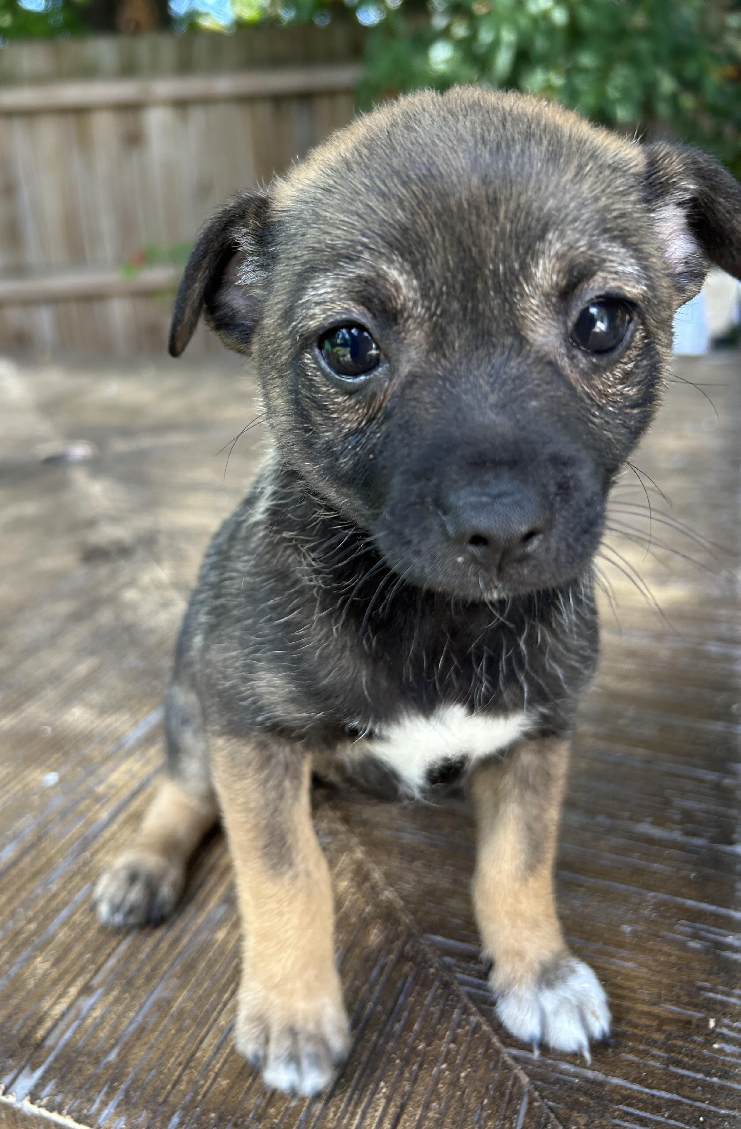 Enlarge Janis, a Adoptable mixed breed in Sarasota, FL image 3/5