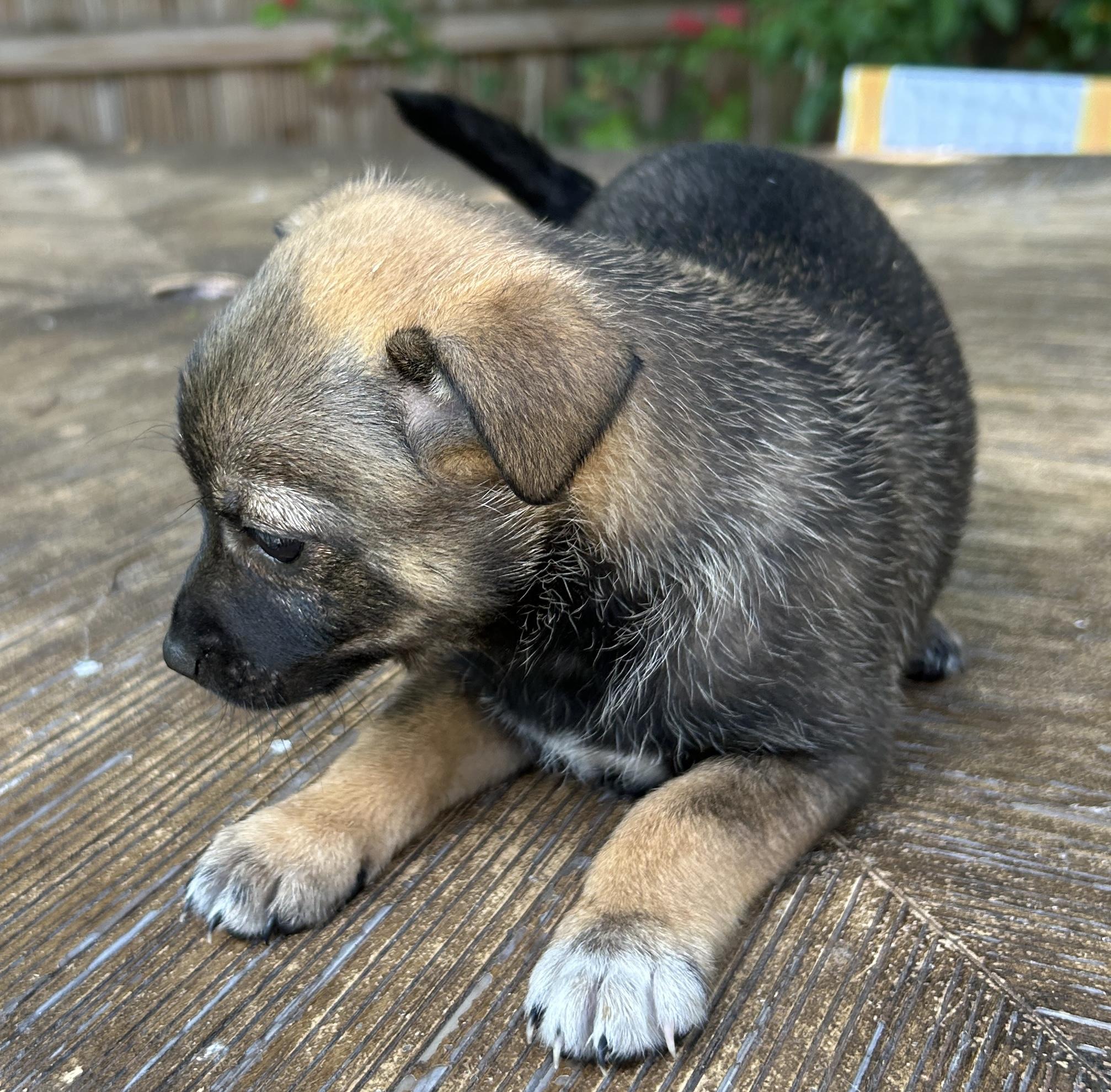 Enlarge Janis, a Adoptable mixed breed in Sarasota, FL image 4/5