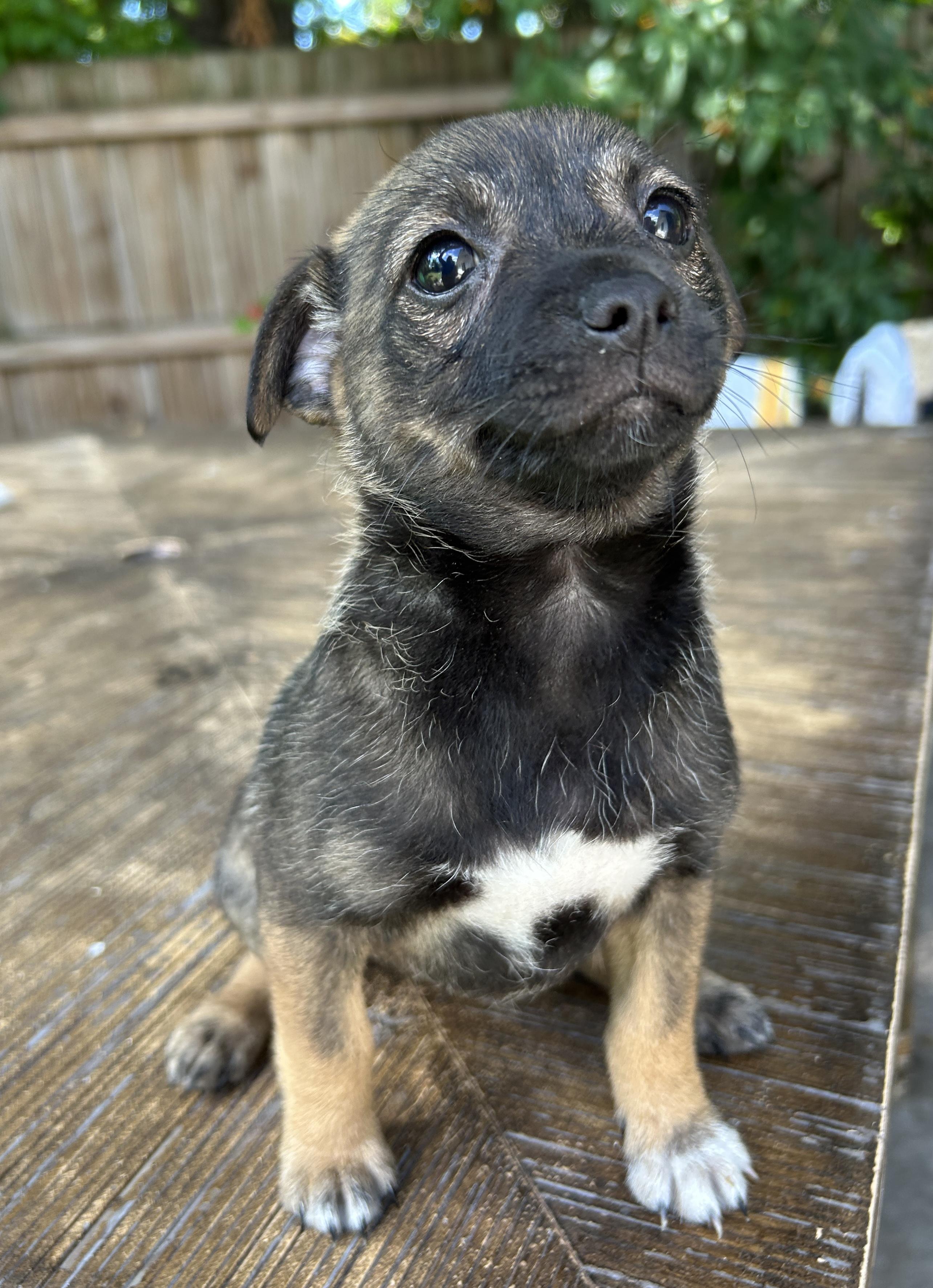 Janis, Adoptable, Puppy Female Rat Terrier.