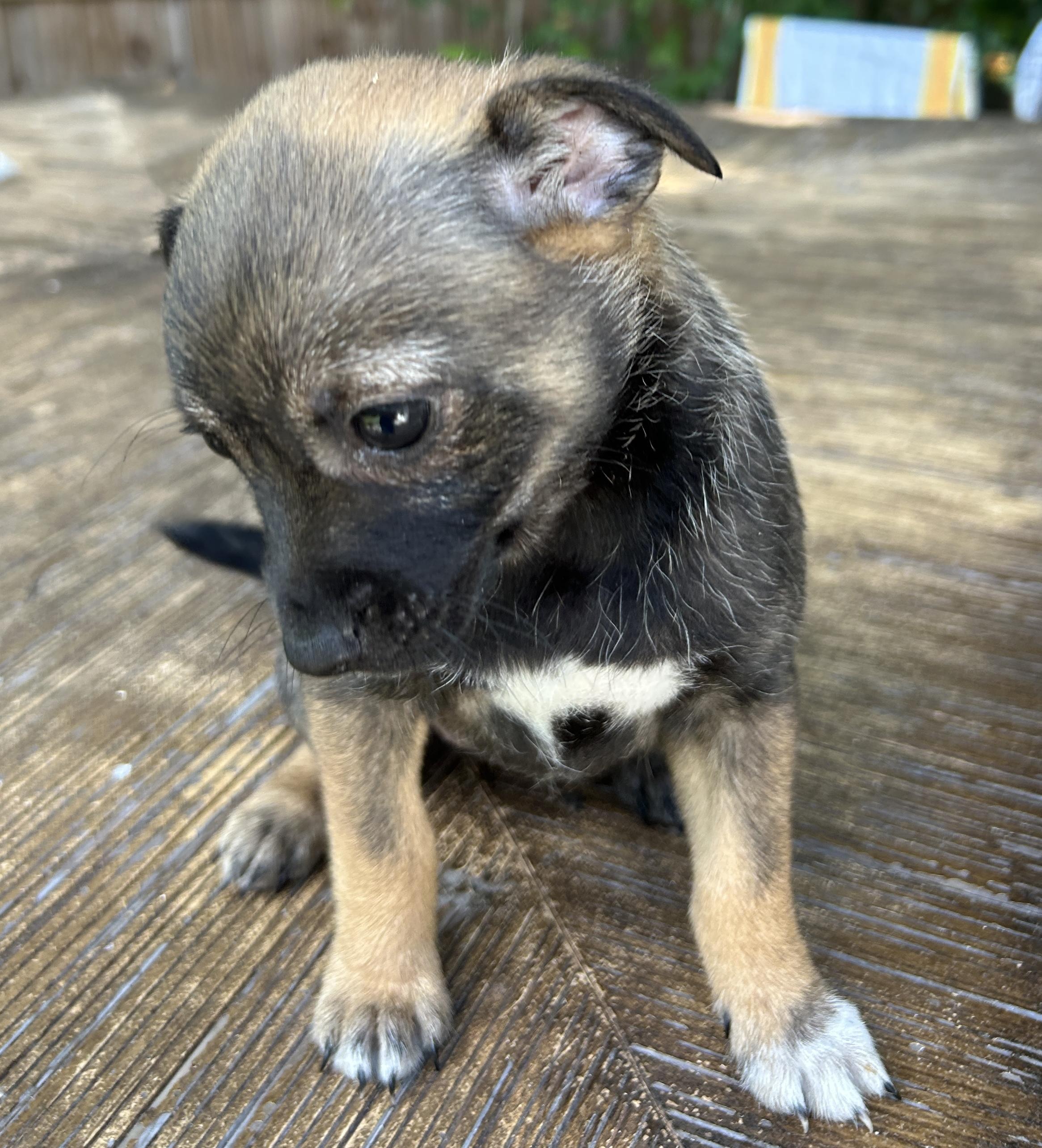 Enlarge Janis, a Adoptable mixed breed in Sarasota, FL image 5/5