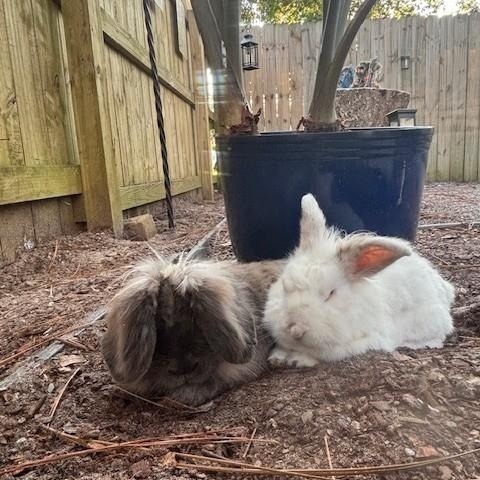Enlarge Grumpy and Eeyore, a Adoptable mixed breed in Navarre, FL image 2/5