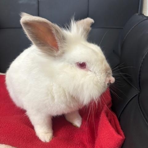 Enlarge Grumpy and Eeyore, a Adoptable mixed breed in Navarre, FL image 3/5