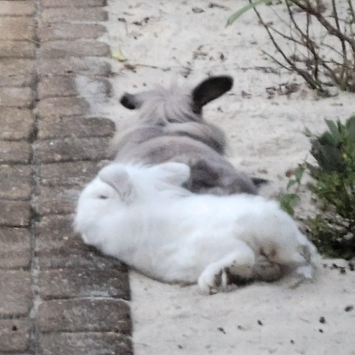 Enlarge Grumpy and Eeyore, a Adoptable mixed breed in Navarre, FL image 4/5