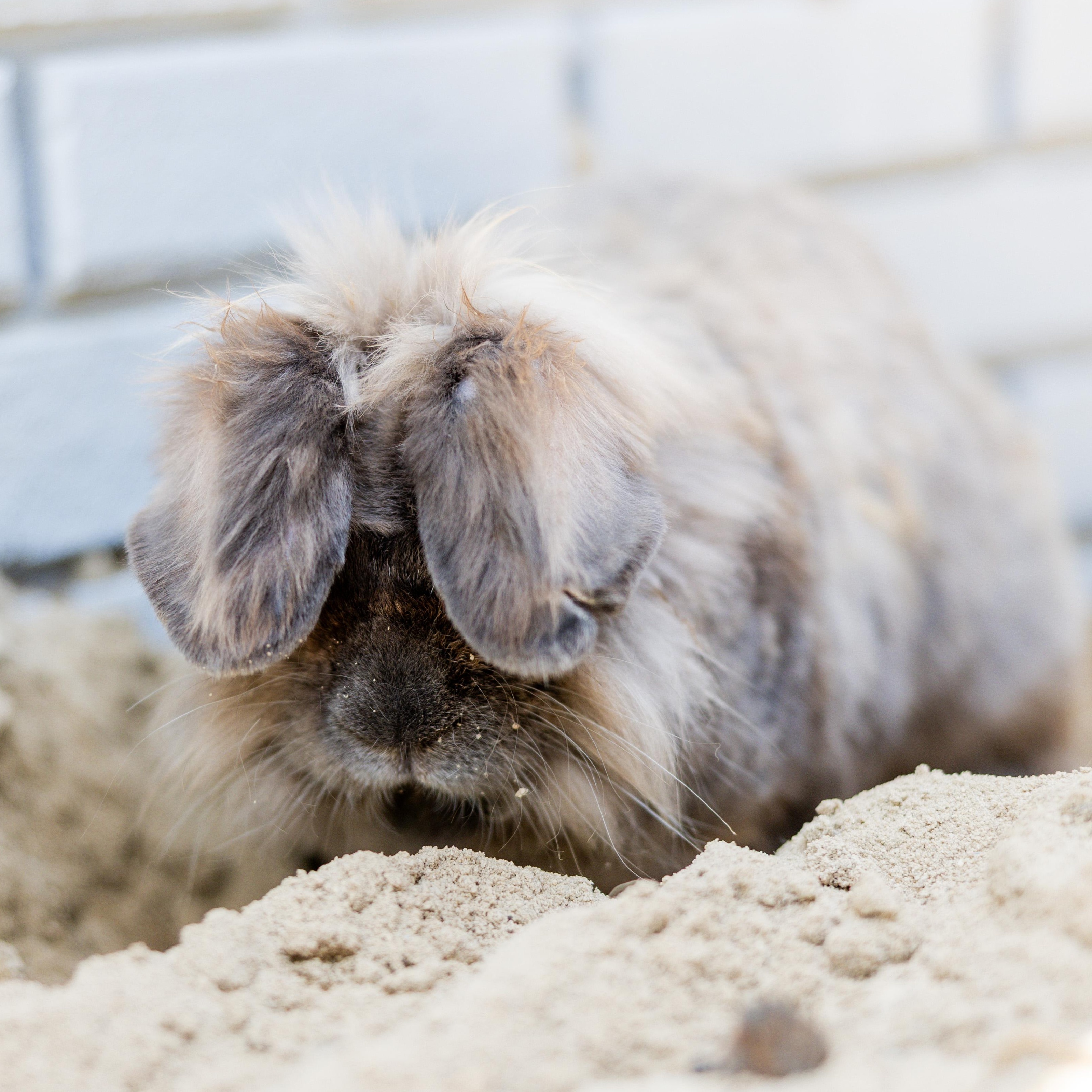 Enlarge Grumpy and Eeyore, a Adoptable mixed breed in Navarre, FL image 1/5