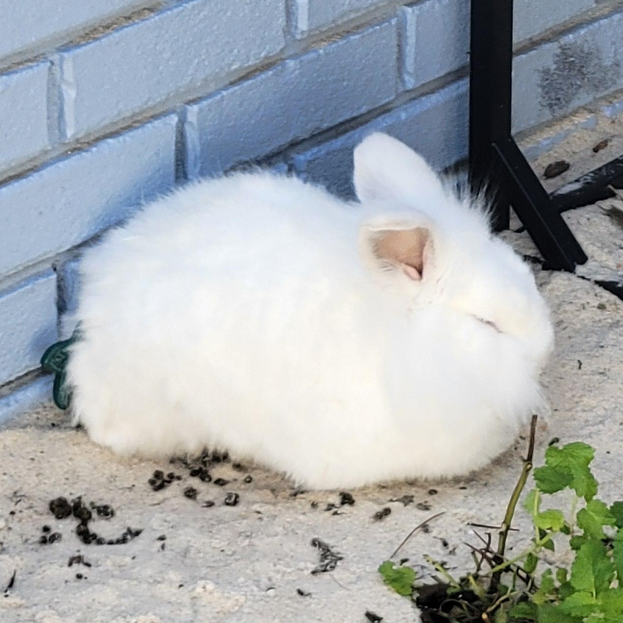 Enlarge Grumpy and Eeyore, a Adoptable mixed breed in Navarre, FL image 5/5
