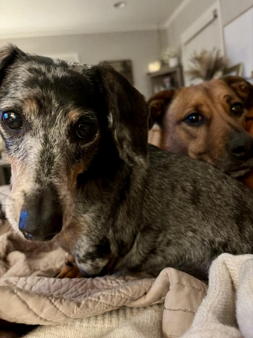 Enlarge Bandit & Roux , a ADOPTABLE mixed breed in Aiken, SC image 3/3
