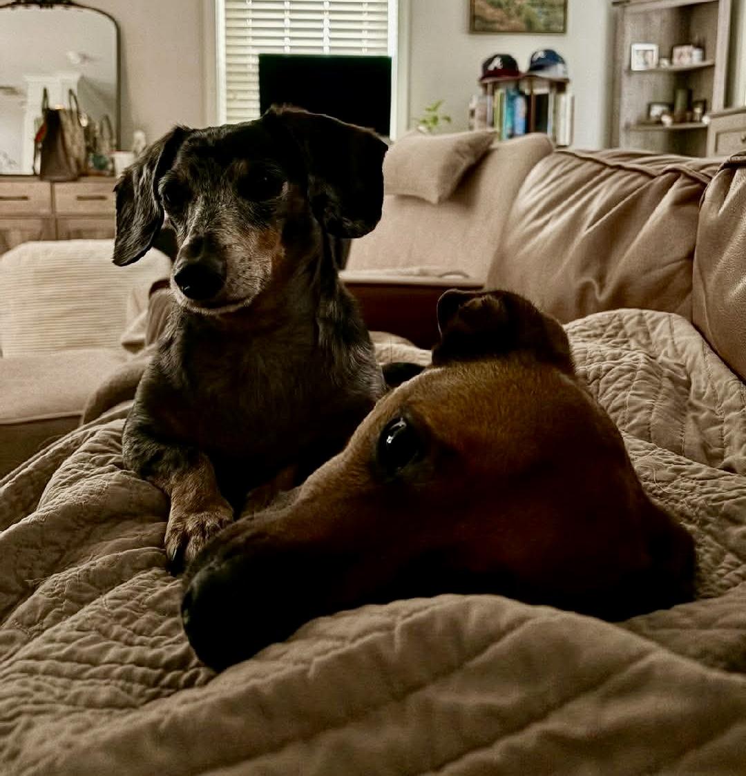 Enlarge Bandit & Roux , a ADOPTABLE mixed breed in Aiken, SC image 2/3