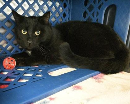 Enlarge Egg Roll, a Adoptable Domestic Short Hair in West Seneca, NY image 1/3