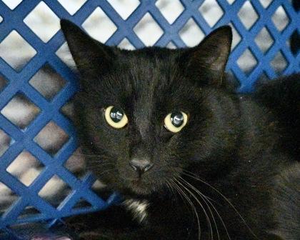 Enlarge Egg Roll, a Adoptable Domestic Short Hair in West Seneca, NY image 2/3