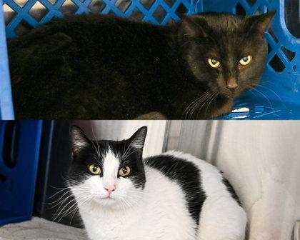 Enlarge Egg Roll, a Adoptable Domestic Short Hair in West Seneca, NY image 3/3