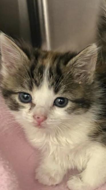 Beth, an adopted Domestic Medium Hair in Mauston, WI image 1/2