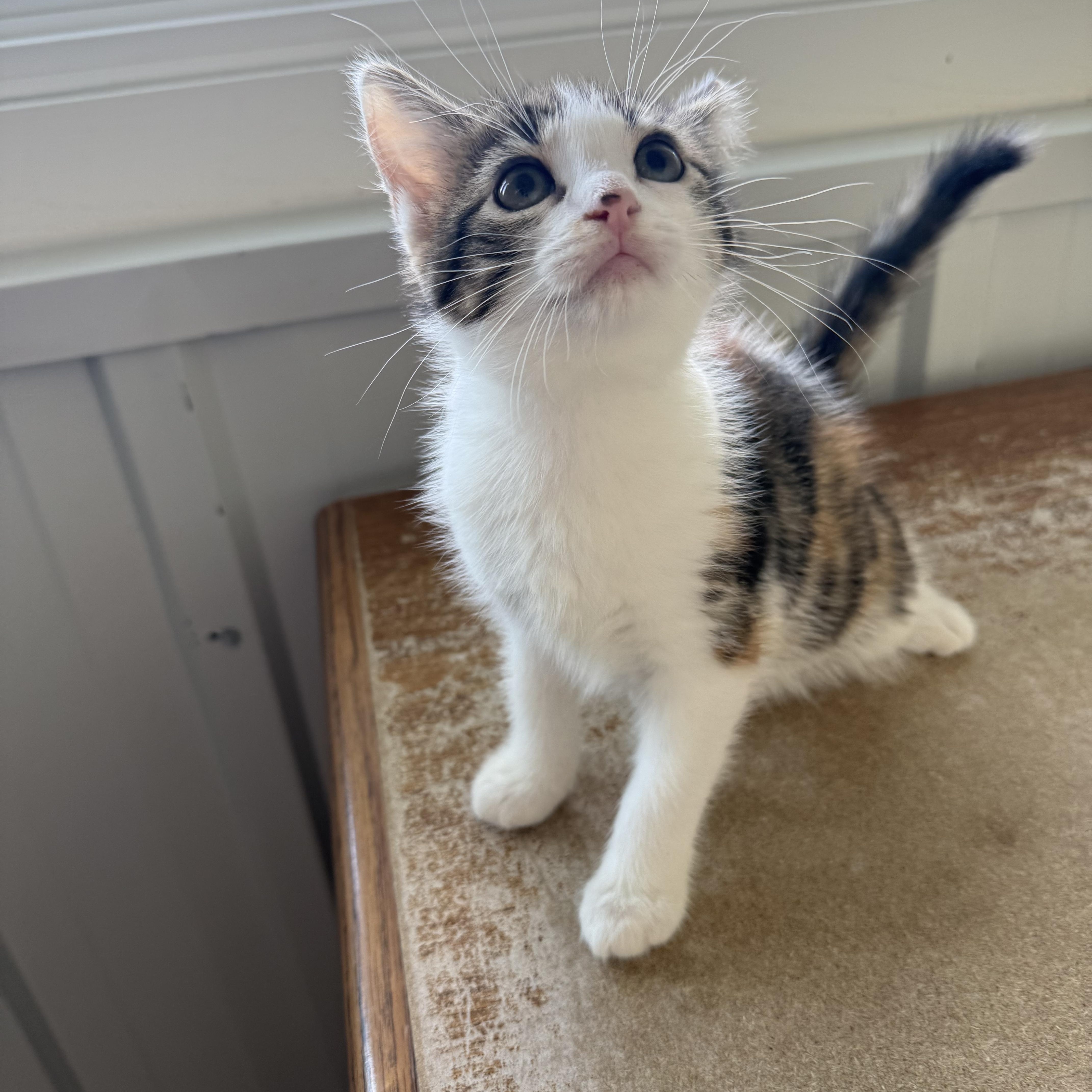 Beth, an adopted Domestic Medium Hair in Mauston, WI image 2/2