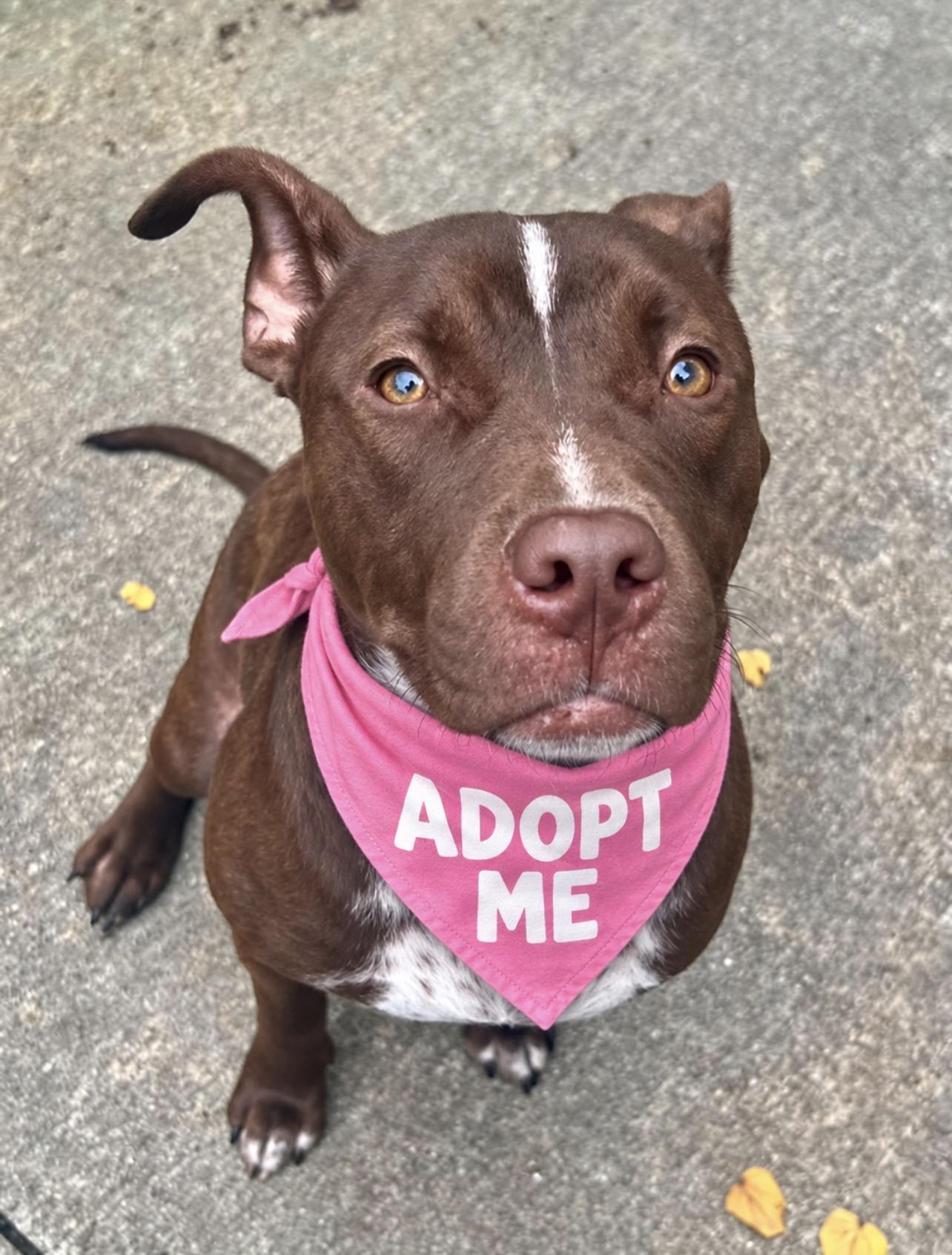 Enlarge Godiva, a Adoptable Pit Bull Terrier in Chicago, IL image 4/5