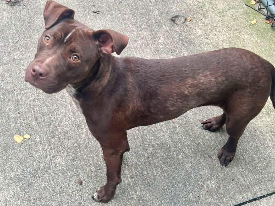Enlarge Godiva, a Adoptable Pit Bull Terrier in Chicago, IL image 2/5