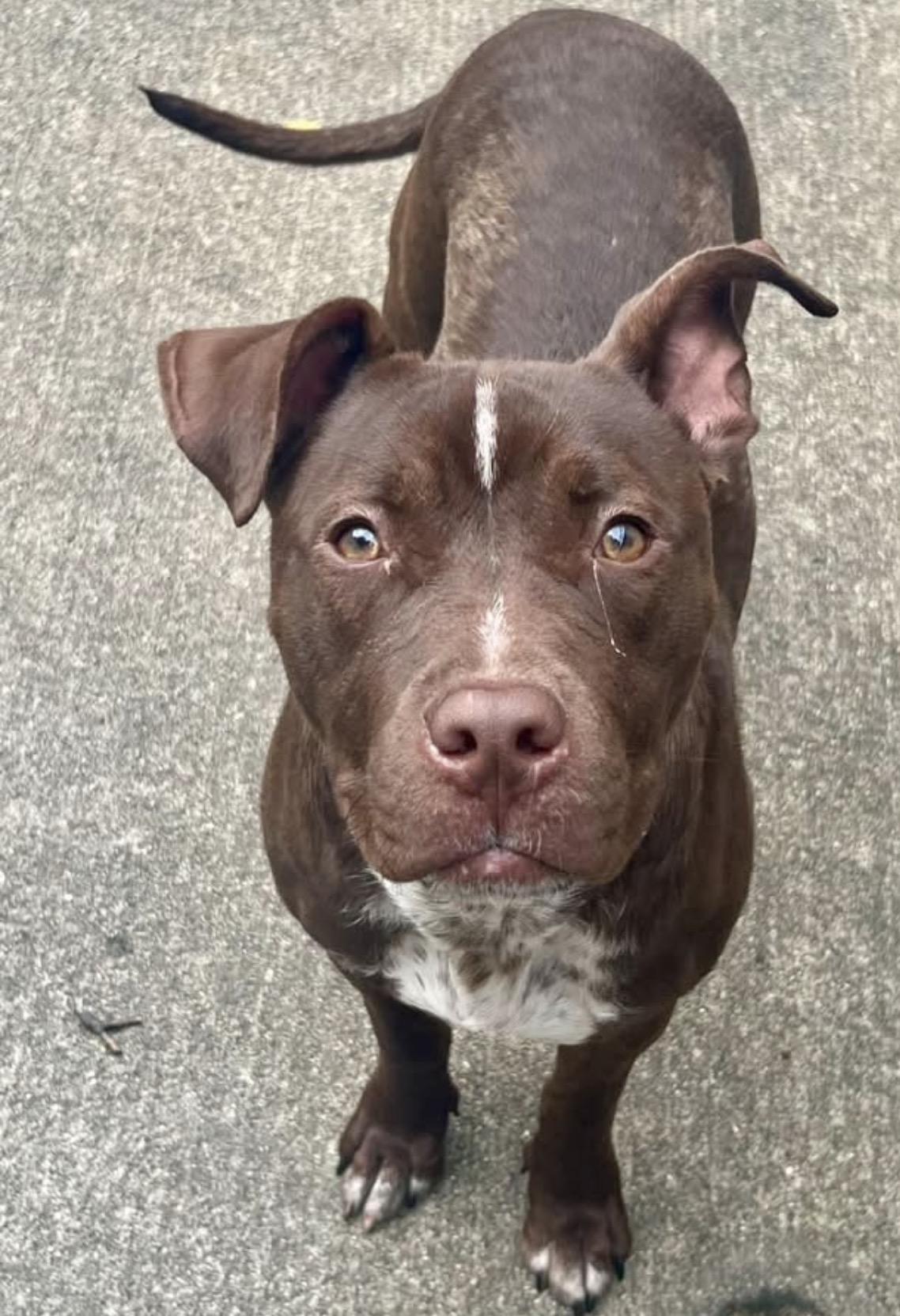 Godiva, Adoptable, Adult Female Pit Bull Terrier.
