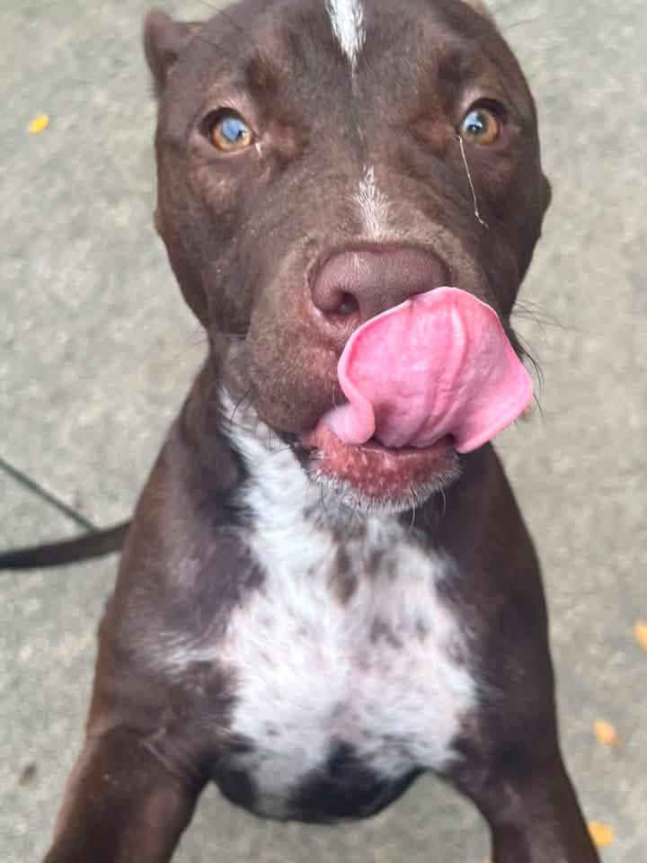 Enlarge Godiva, a Adoptable Pit Bull Terrier in Chicago, IL image 3/5