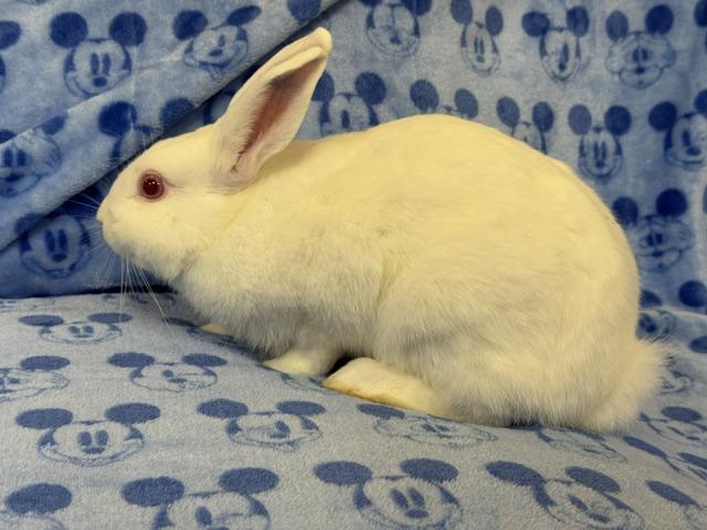 Enlarge Bacardi, a Adoptable Bunny Rabbit in Westerville, OH image 2/5