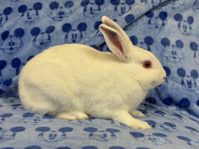 Enlarge Bacardi, a Adoptable Bunny Rabbit in Westerville, OH image 5/5