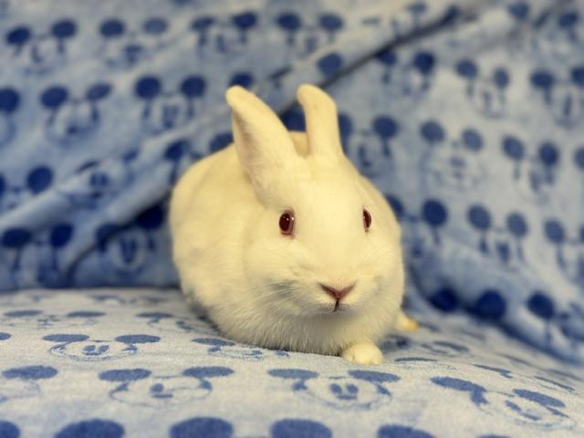 Enlarge Bacardi, a Adoptable Bunny Rabbit in Westerville, OH image 4/5