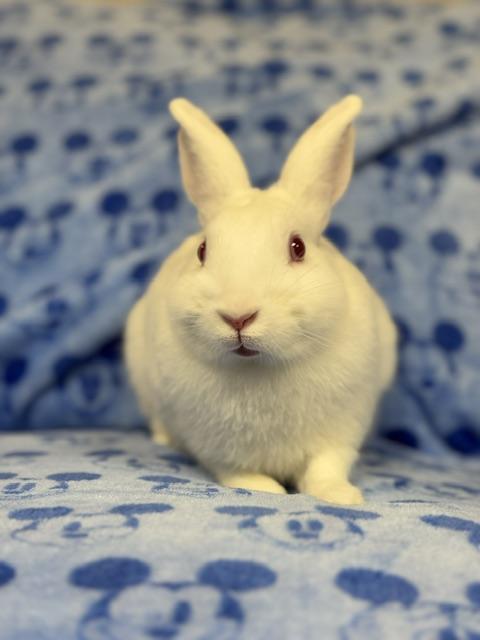 Enlarge Bacardi, a Adoptable Bunny Rabbit in Westerville, OH image 3/5