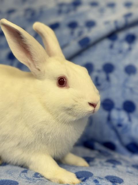 Bacardi, Adoptable, Young Male Bunny Rabbit.