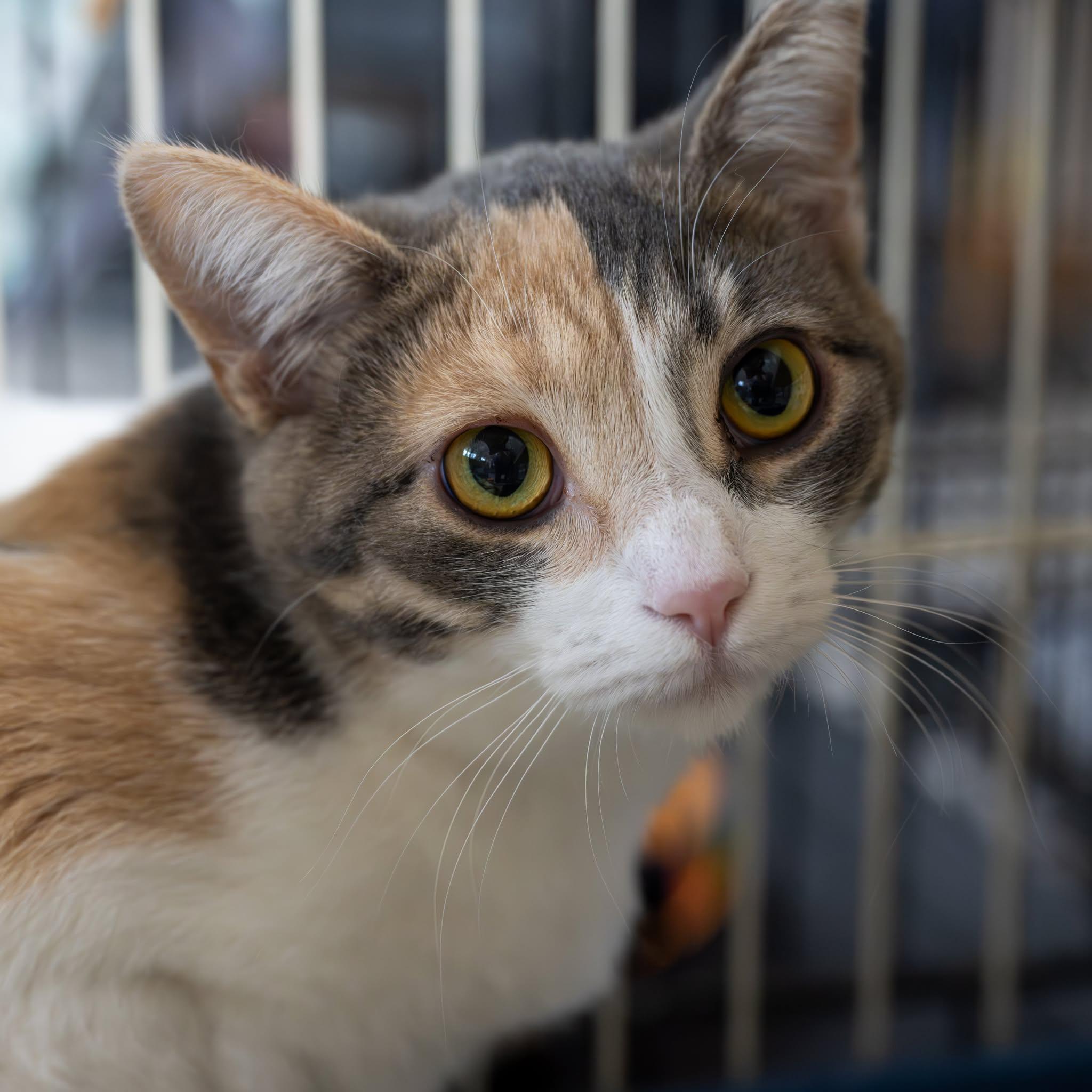 Flopsy — thumbnail 2