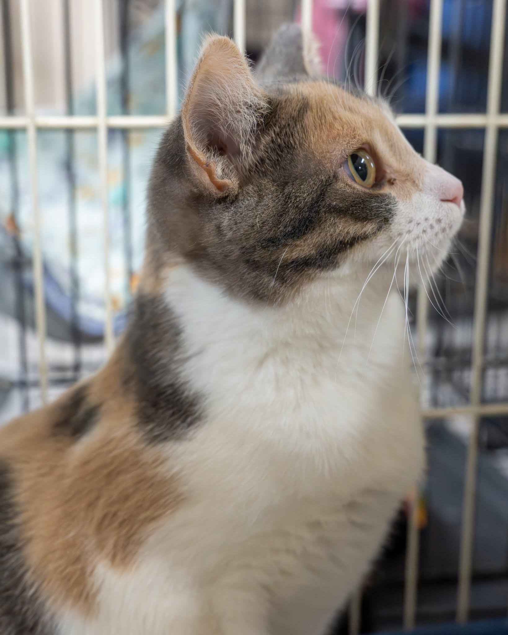 Flopsy — thumbnail 4