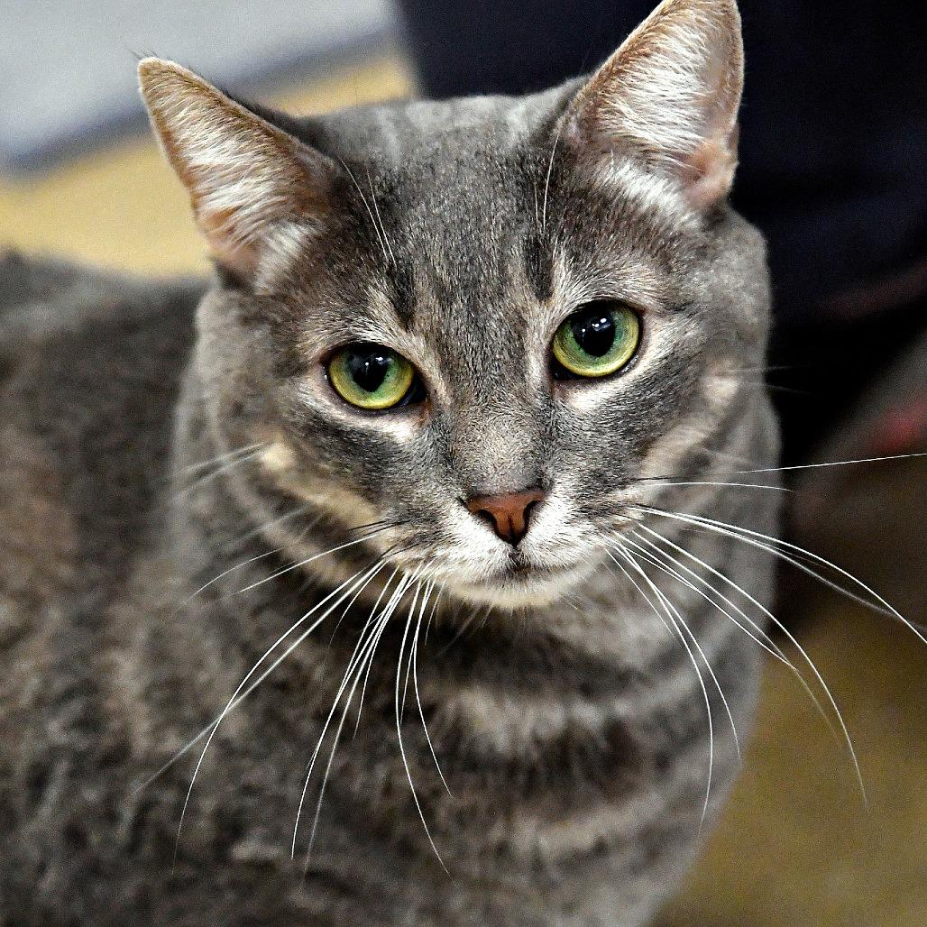 Luna, Adoptable, Adult Female Domestic Short Hair.