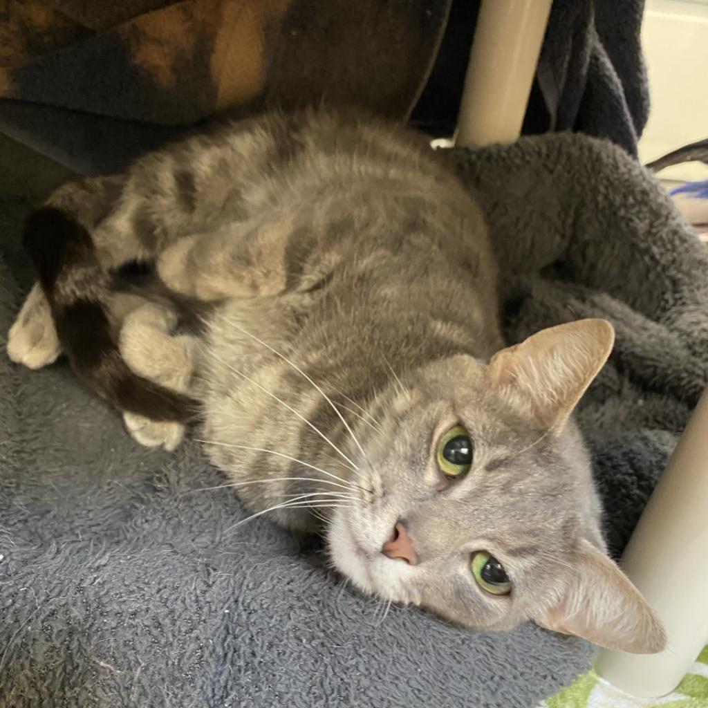 Luna, a Adoptable Domestic Short Hair in York, PA image 2/4