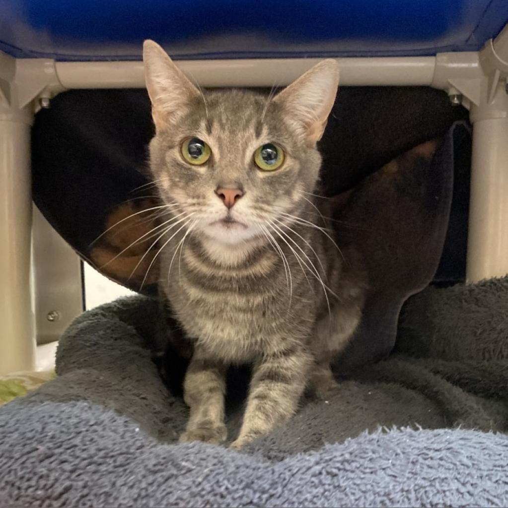 Luna, a Adoptable Domestic Short Hair in York, PA image 3/4