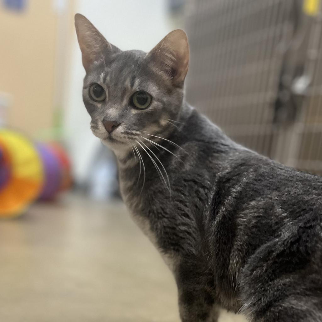 Luna, a Adoptable Domestic Short Hair in York, PA image 4/4