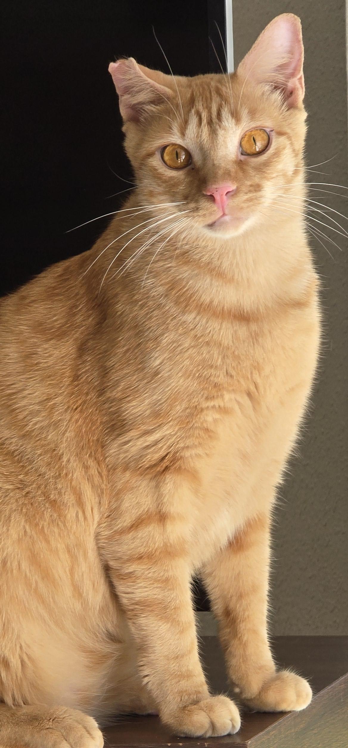Enlarge Ralphie, a Adoptable Tabby in Garland, TX image 4/5