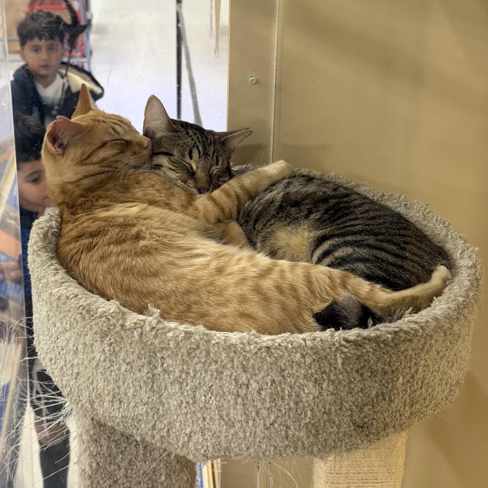 Enlarge Ralphie, a Adoptable Tabby in Garland, TX image 3/5