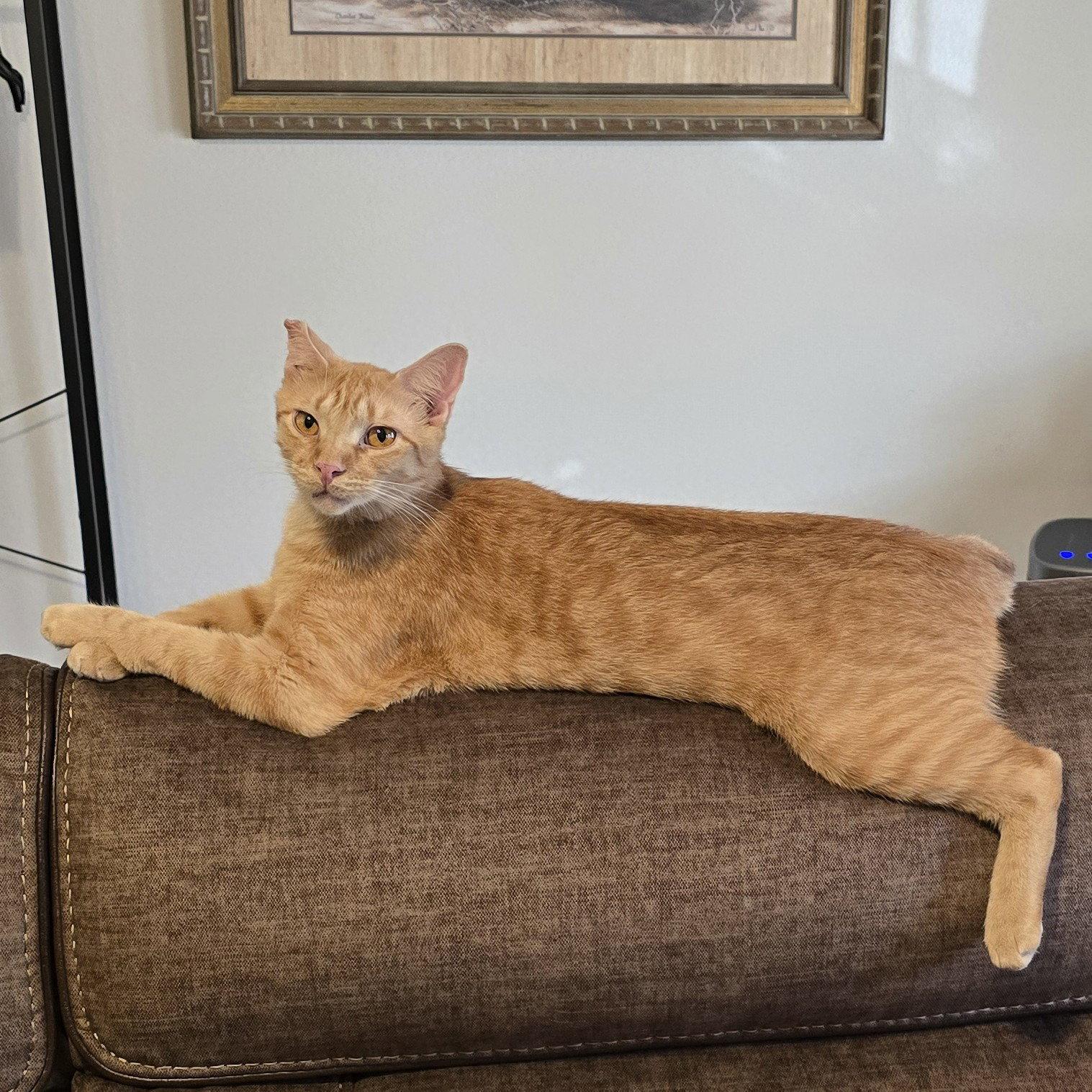 Enlarge Ralphie, a Adoptable Tabby in Garland, TX image 5/5