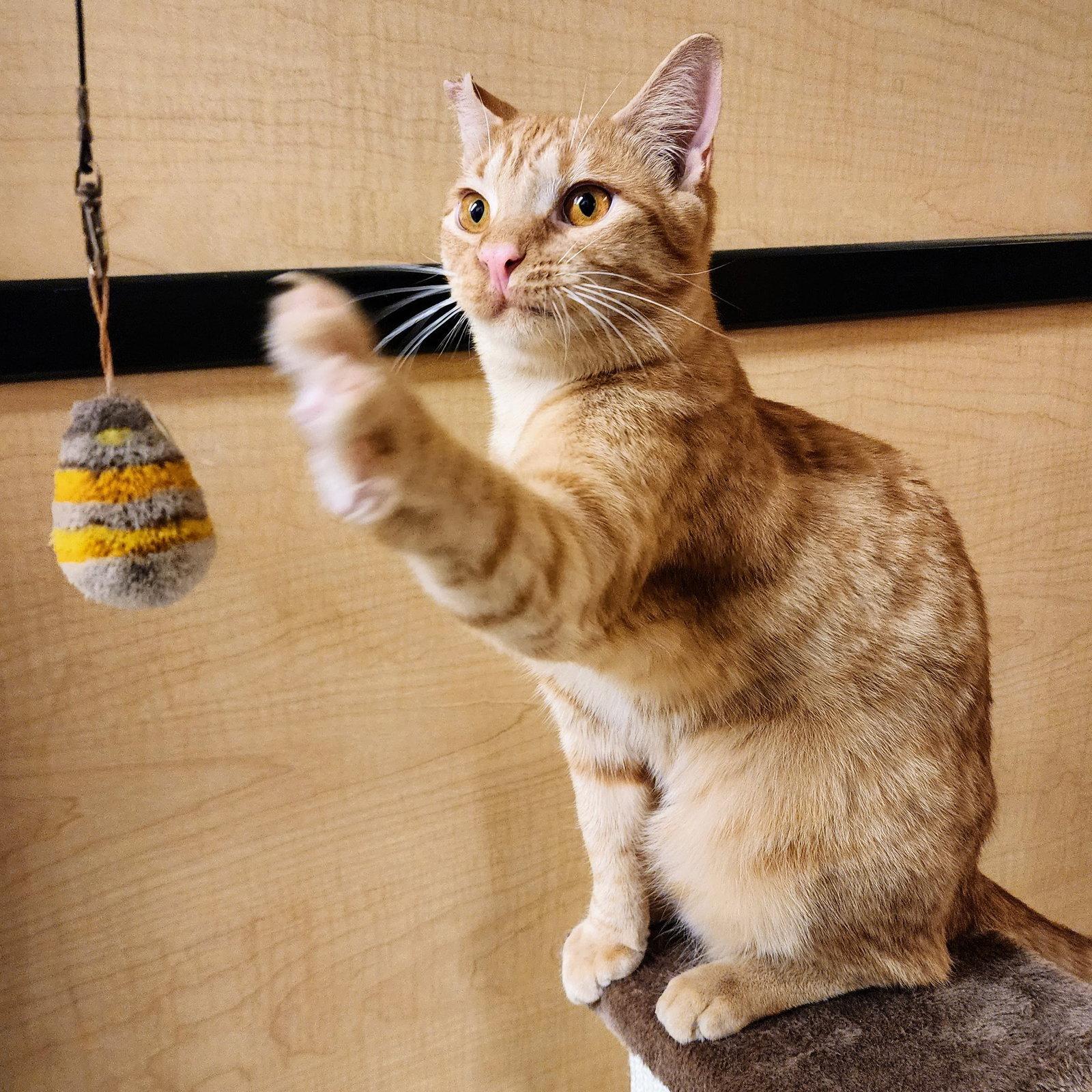 Enlarge Ralphie, a Adoptable Tabby in Garland, TX image 2/5