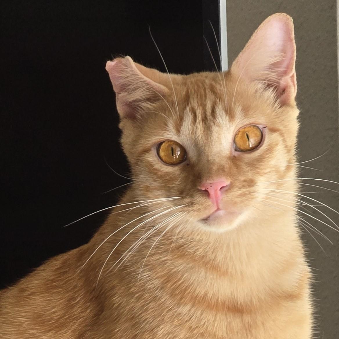 Enlarge Ralphie, a Adoptable Tabby in Garland, TX image 1/5