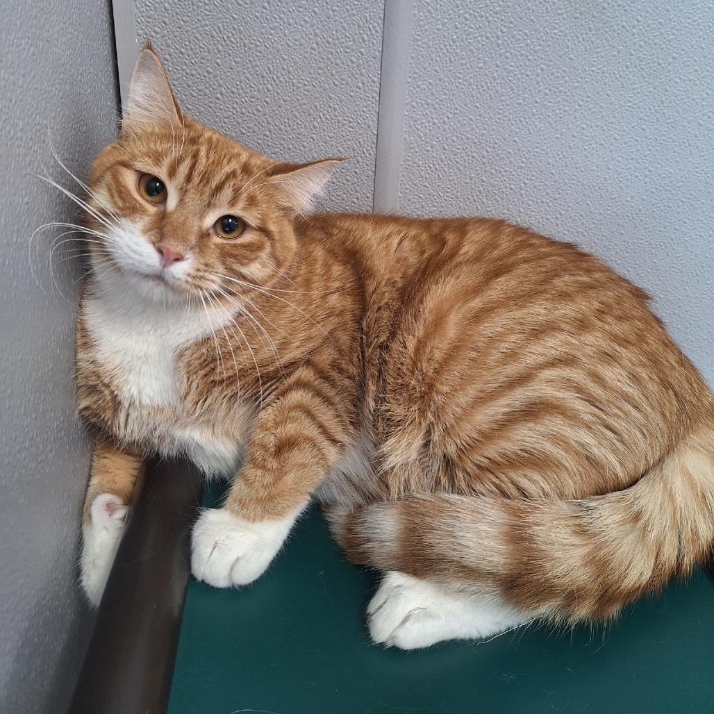 Pebbles, Adoptable, Young Male Domestic Short Hair.