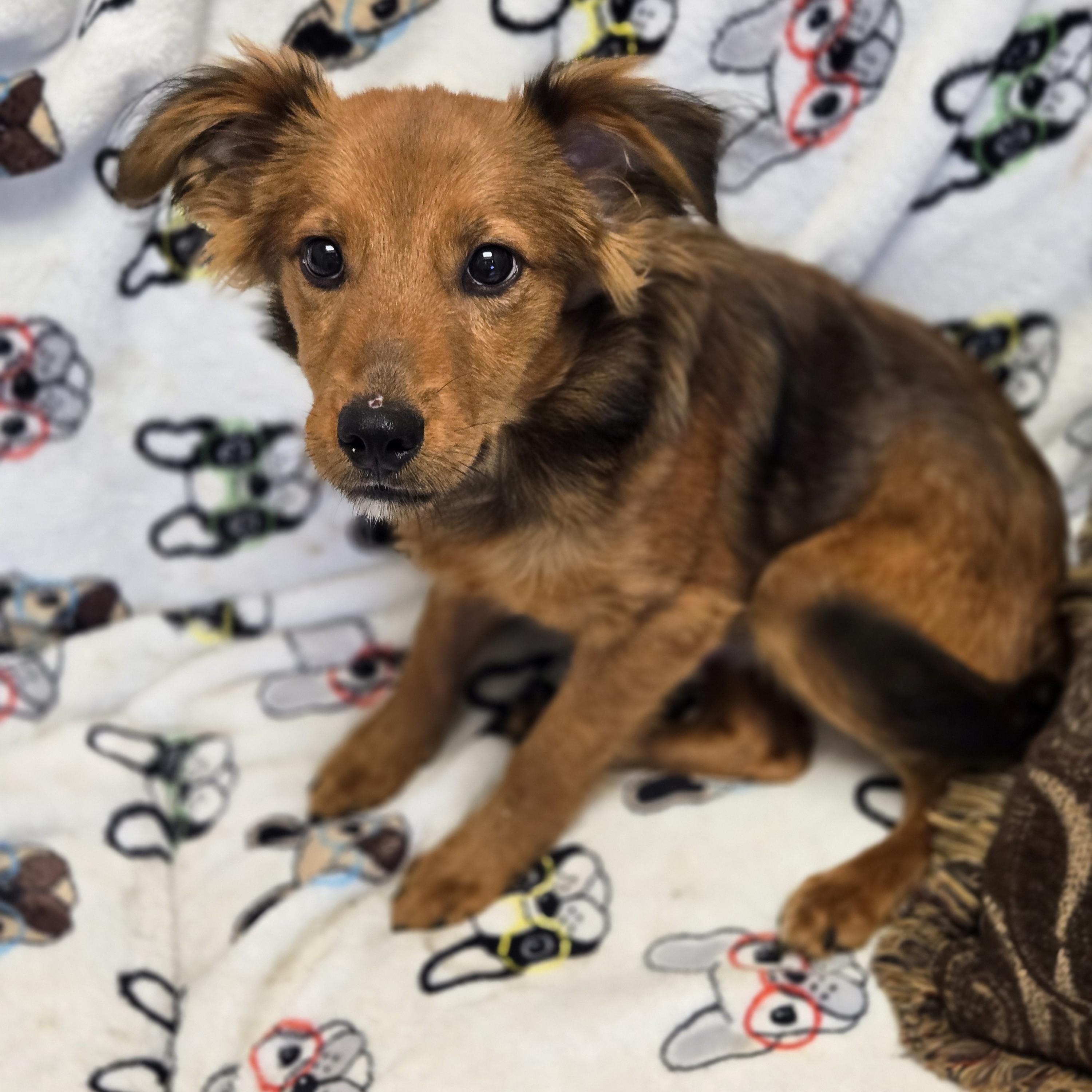 Enlarge Sharkie, an adopted mixed breed in Normal, IL image 3/5