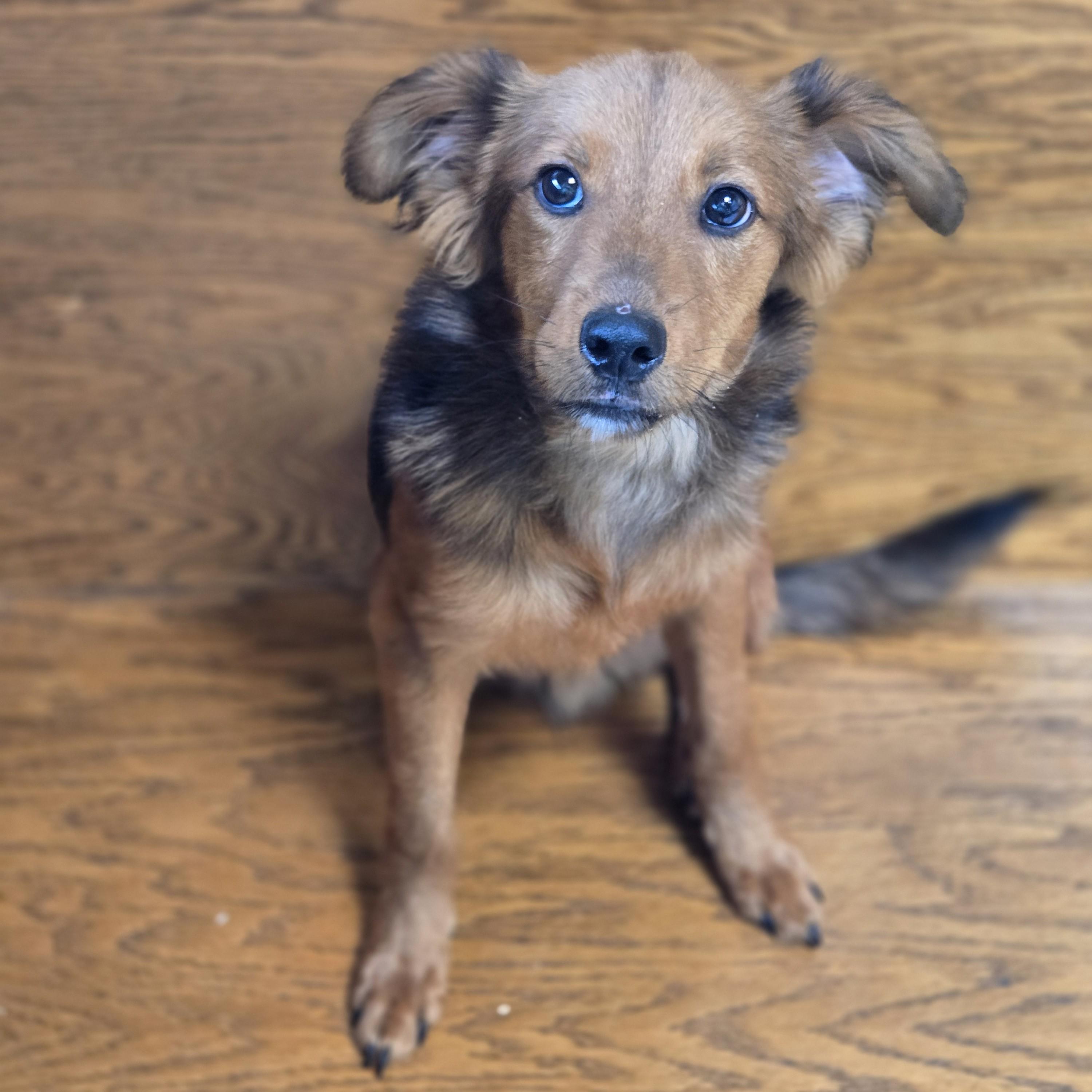 Enlarge Sharkie, an adopted mixed breed in Normal, IL image 5/5