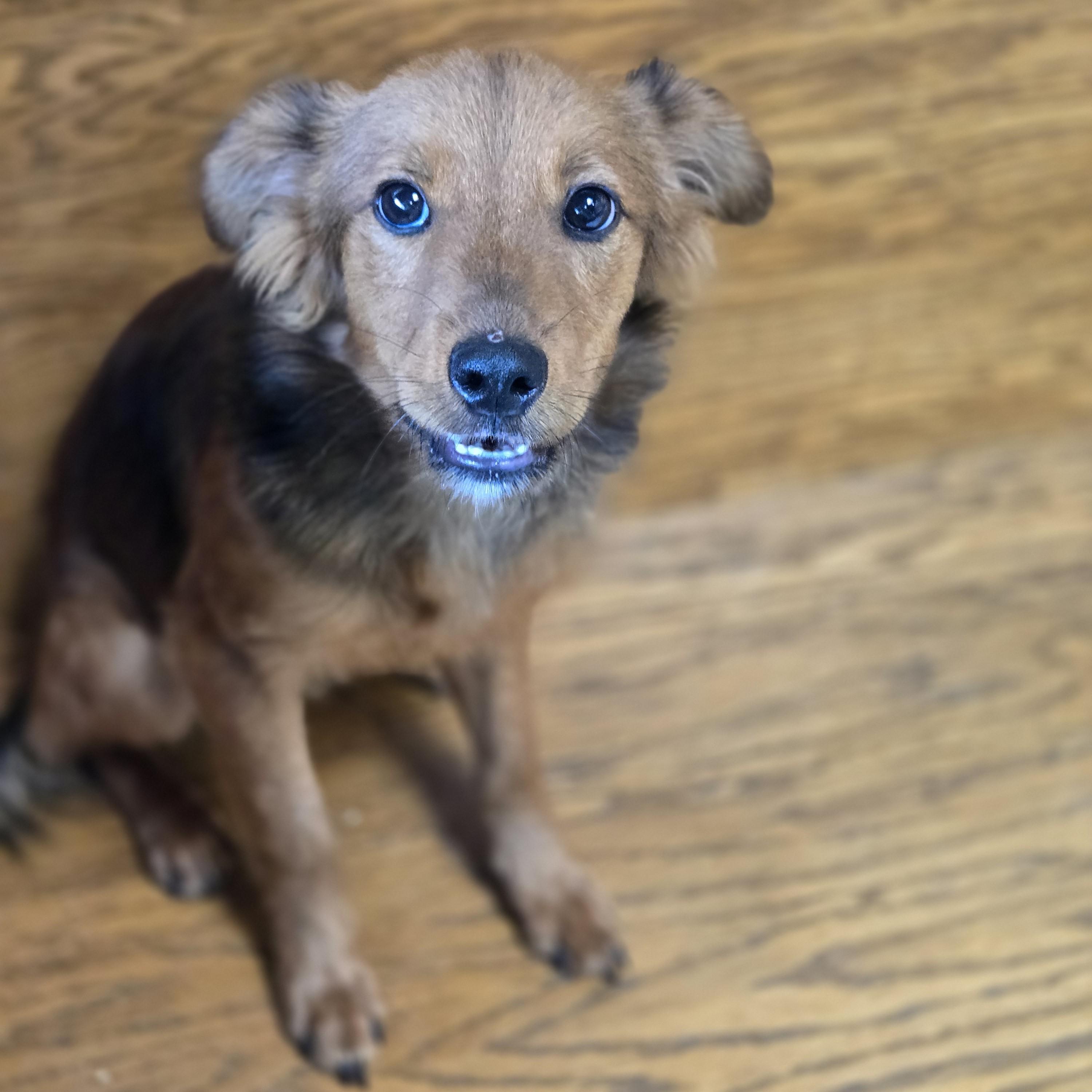 Enlarge Sharkie, an adopted mixed breed in Normal, IL image 2/5