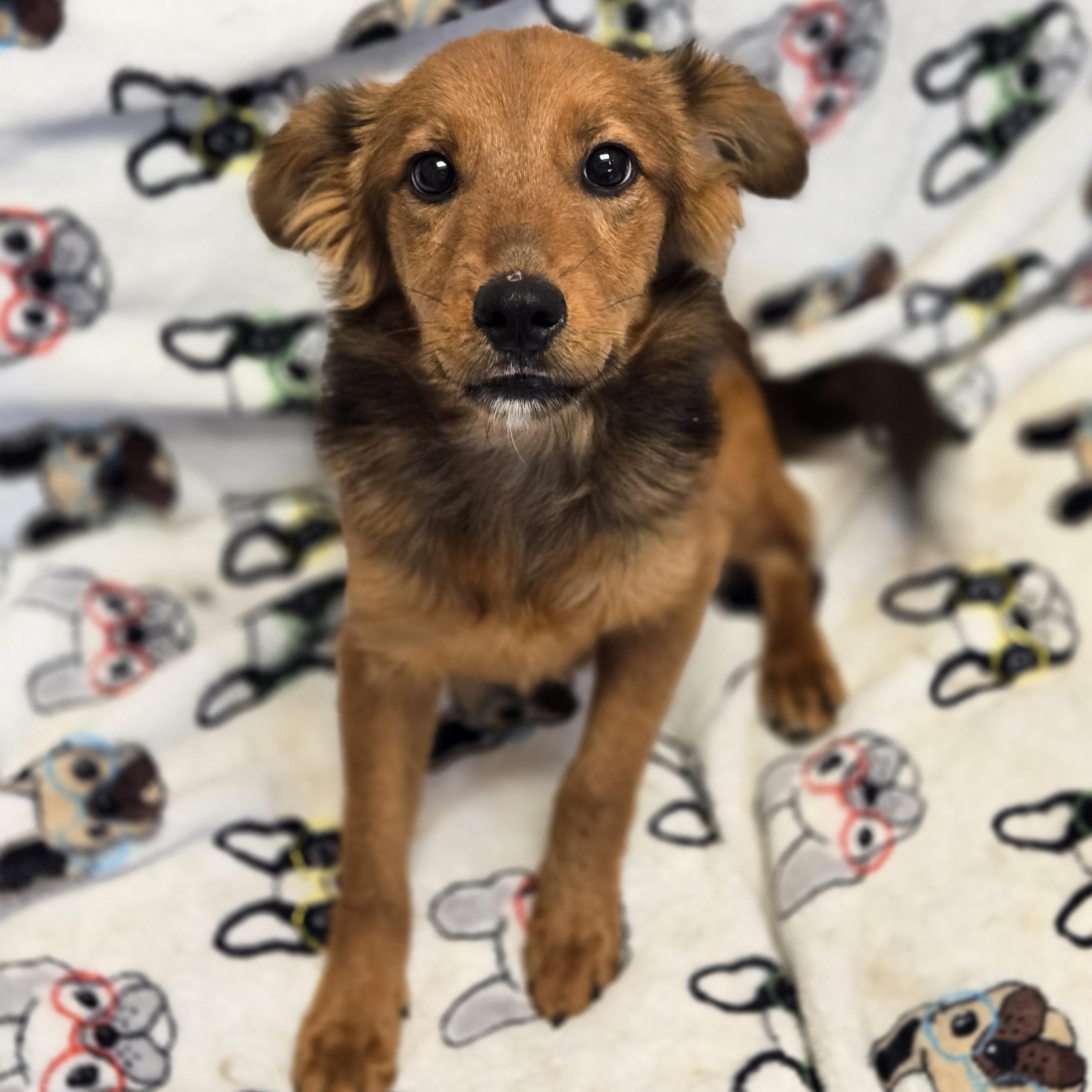 Enlarge Sharkie, an adopted mixed breed in Normal, IL image 4/5