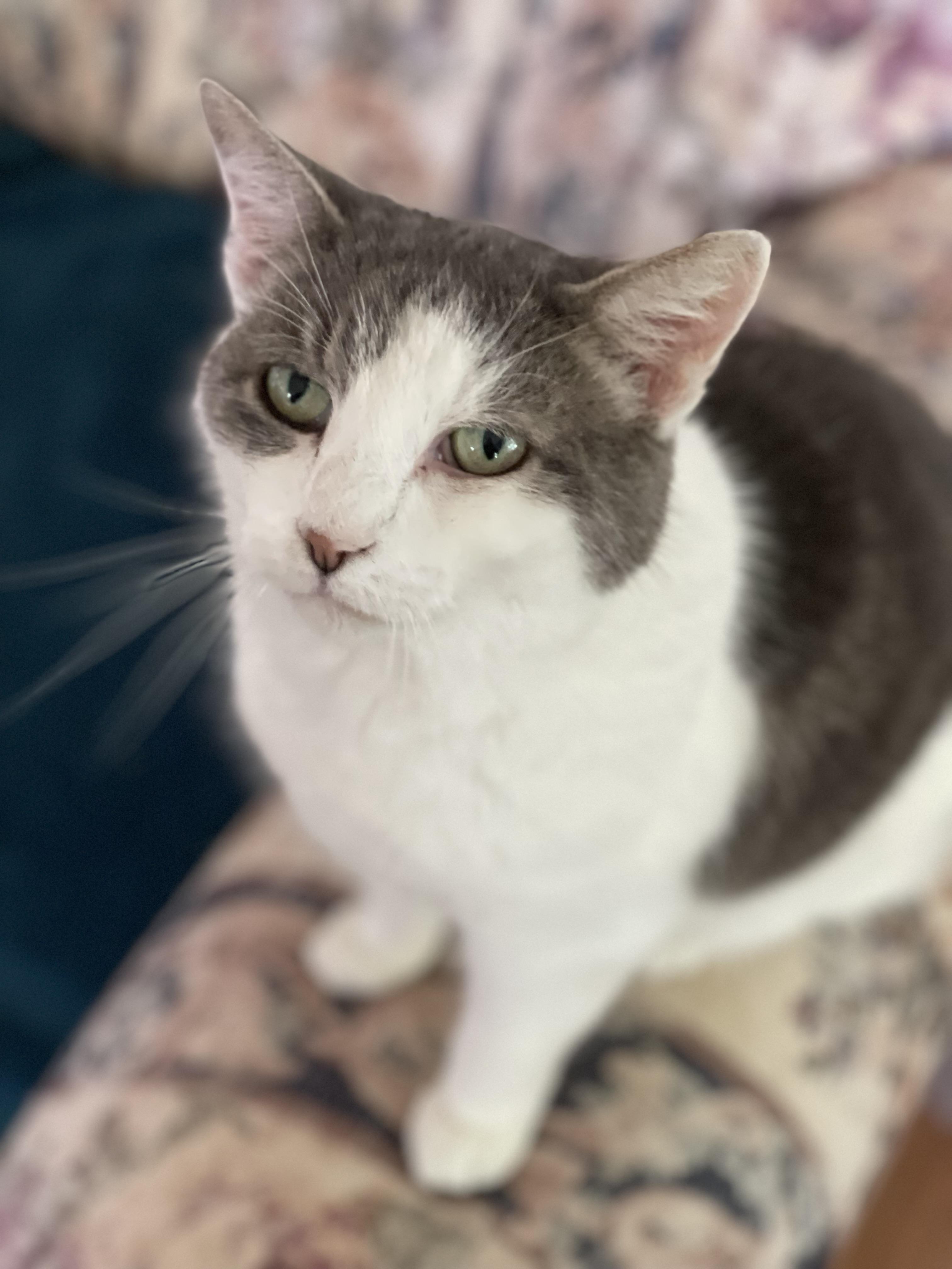 Enlarge Augusta, a Adoptable Domestic Short Hair in Queenstown, MD image 2/6
