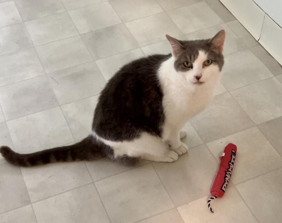 Enlarge Augusta, a Adoptable Domestic Short Hair in Queenstown, MD image 5/5