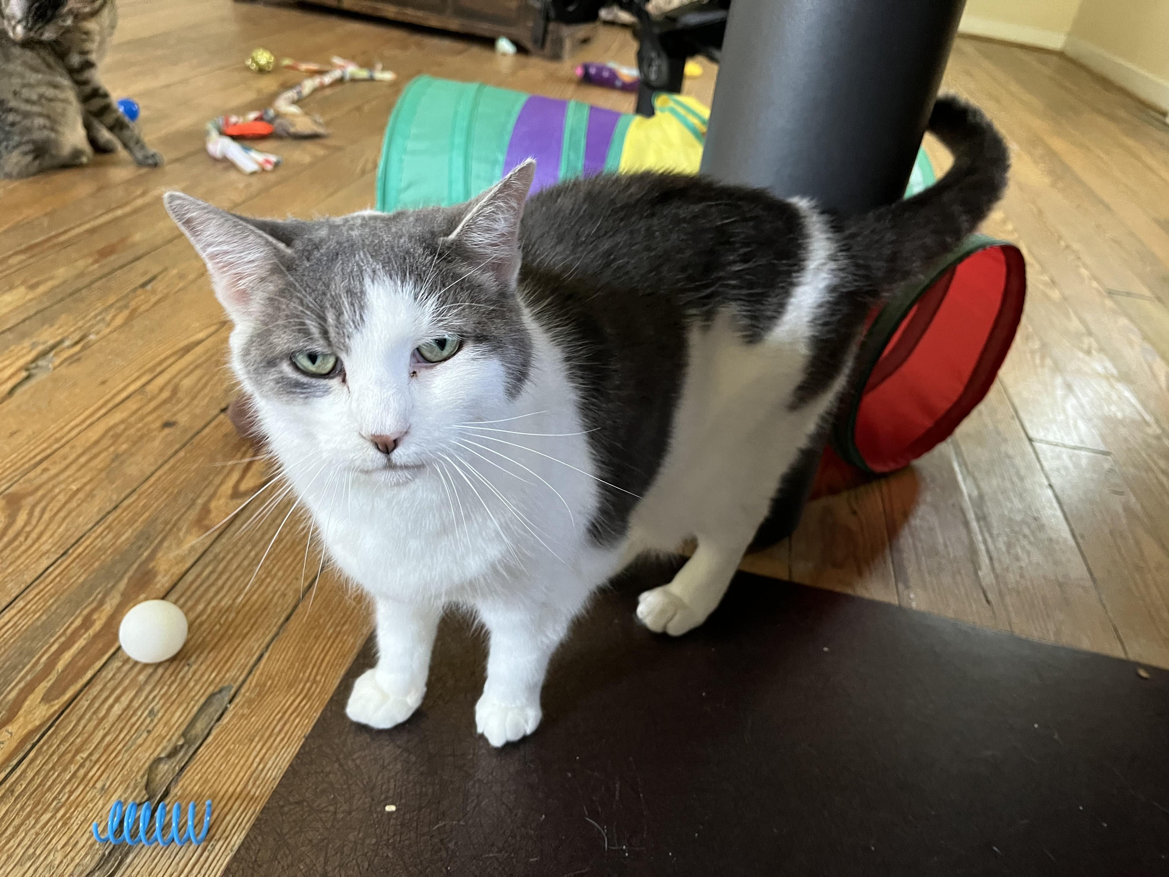 Enlarge Augusta, a Adoptable Domestic Short Hair in Queenstown, MD image 3/5