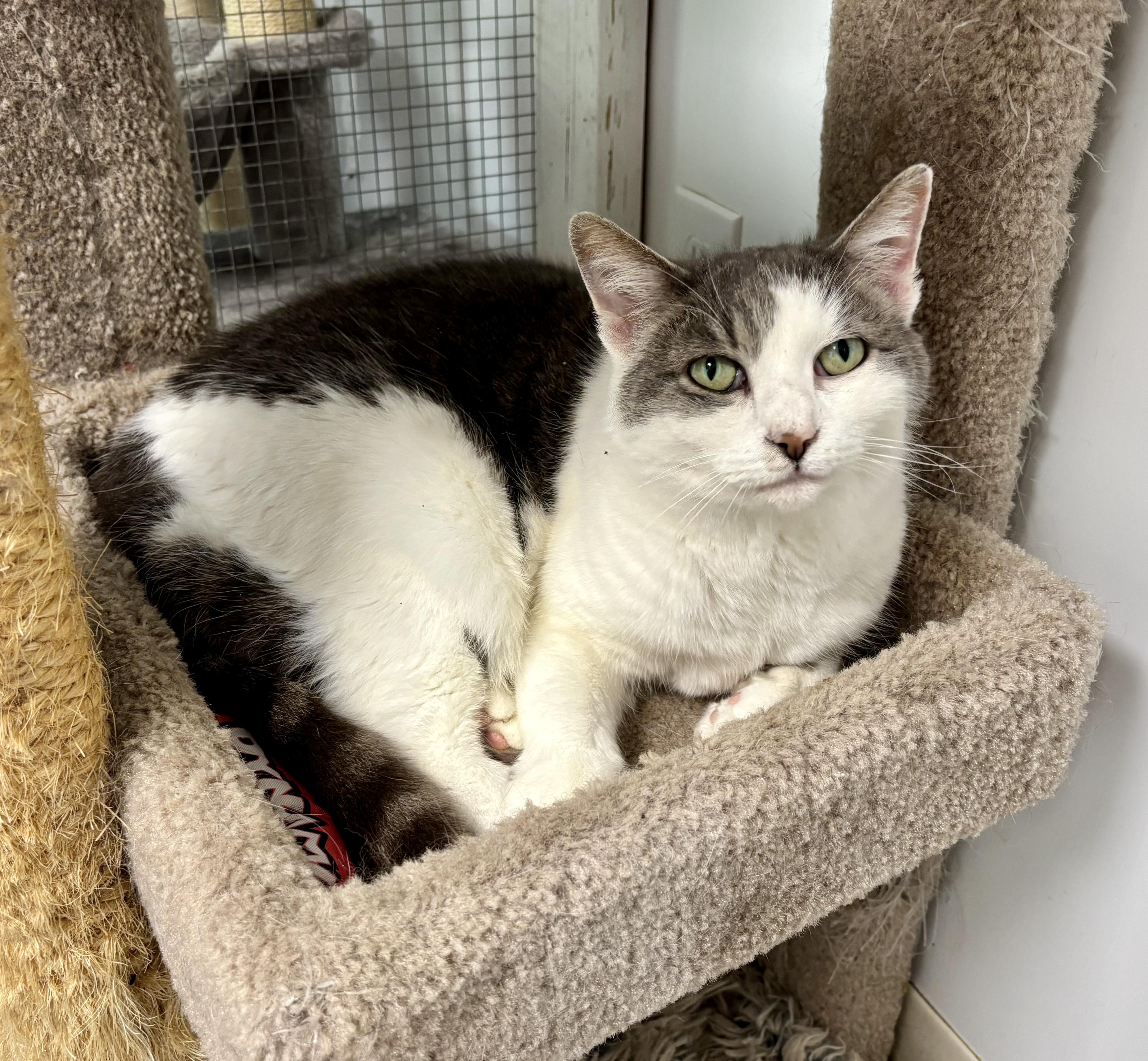 Enlarge Augusta, a Adoptable Domestic Short Hair in Queenstown, MD image 4/5