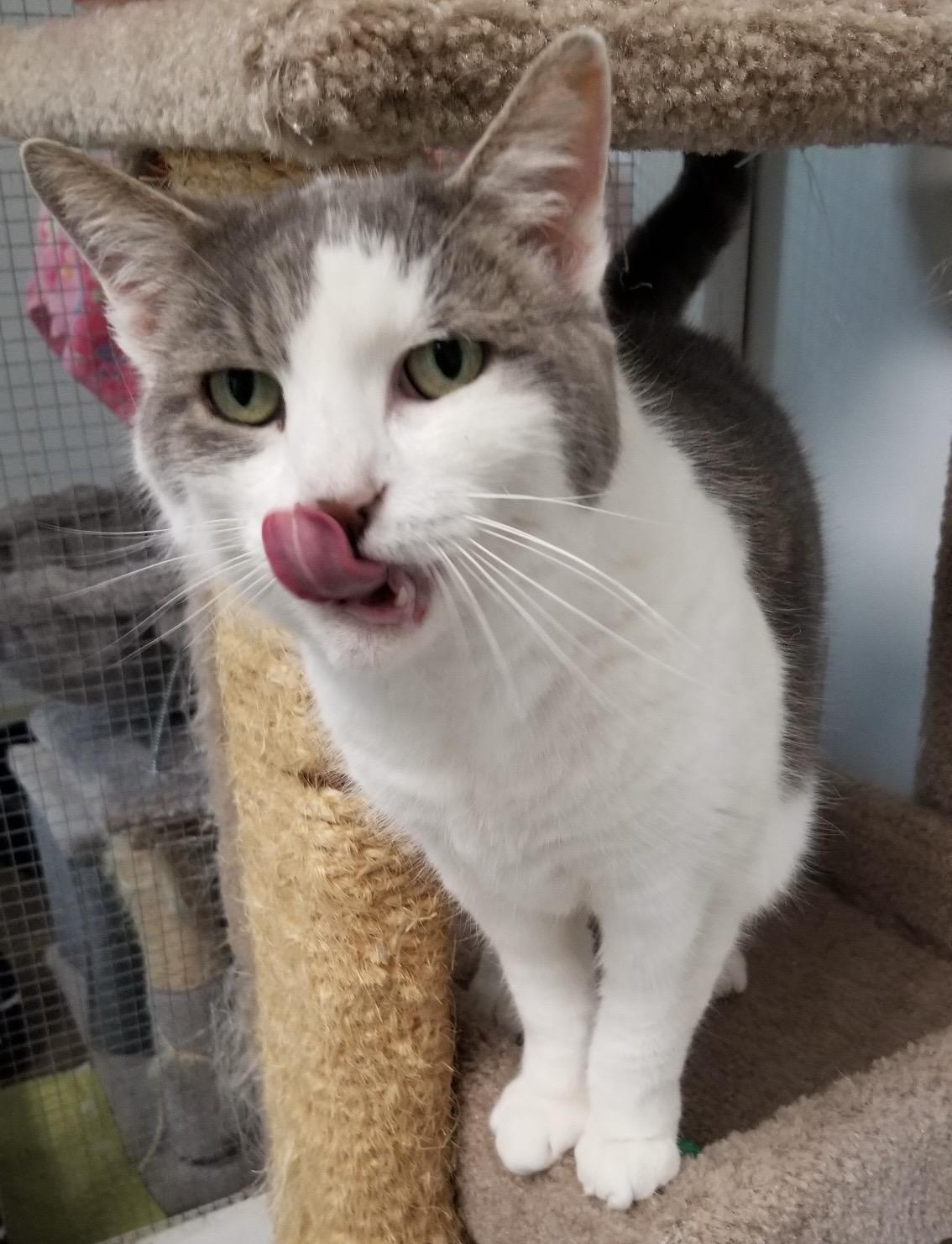 Augusta, Adoptable, Senior Female Domestic Short Hair.