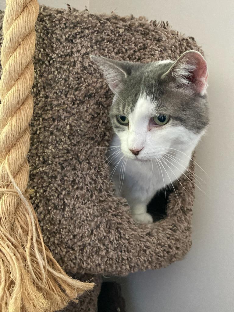 Enlarge Augusta, a Adoptable Domestic Short Hair in Queenstown, MD image 2/5