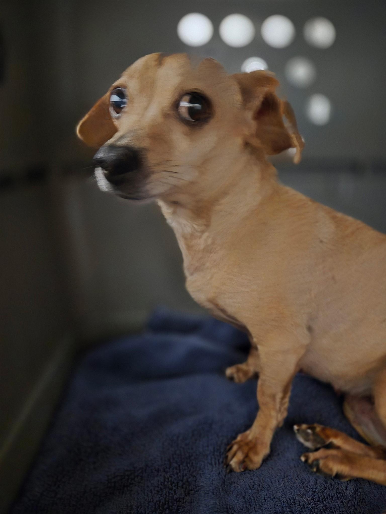 Enlarge Nova, a ADOPTABLE mixed breed in Albuquerque, NM image 1/1