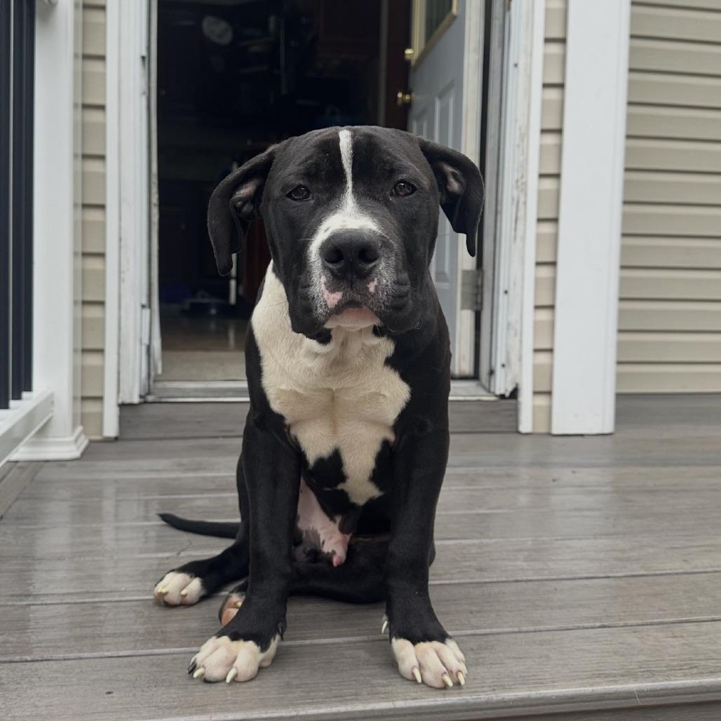 Enlarge Batman, an adopted mixed breed in Medford, NY image 1/1