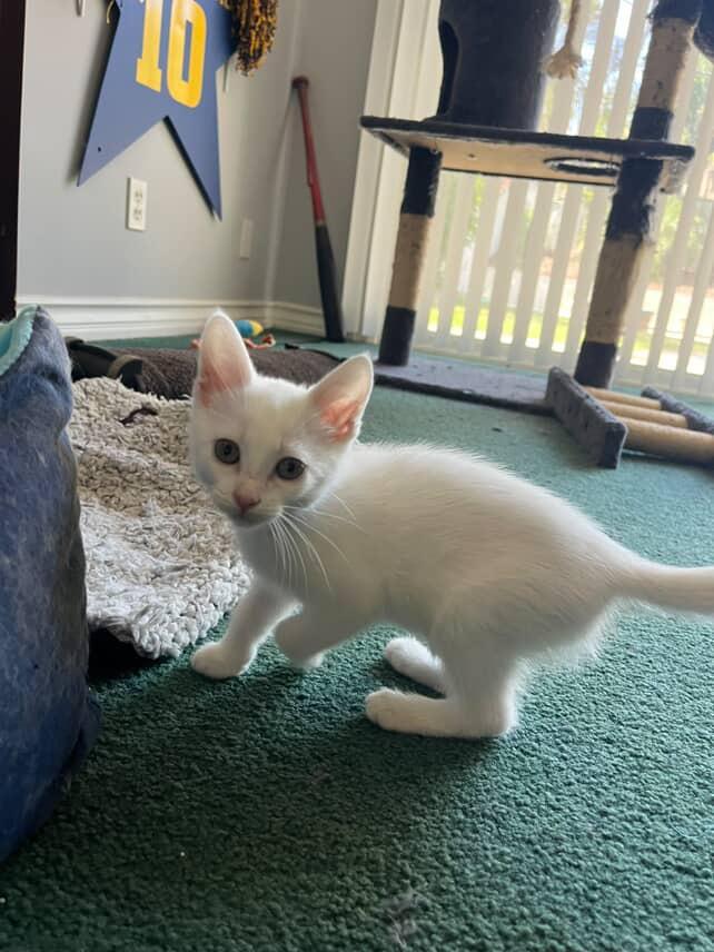 Bunnie is a soft snow-white beauty with an outgoing soul Shes deaf but dont let that fool you b